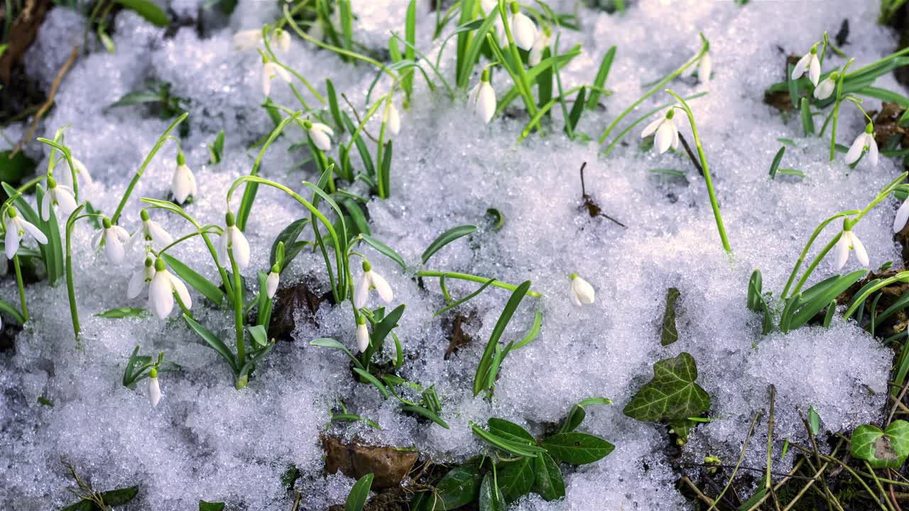 初春，雪花莲在冰雪融化的草地上迅速绽放视频素材