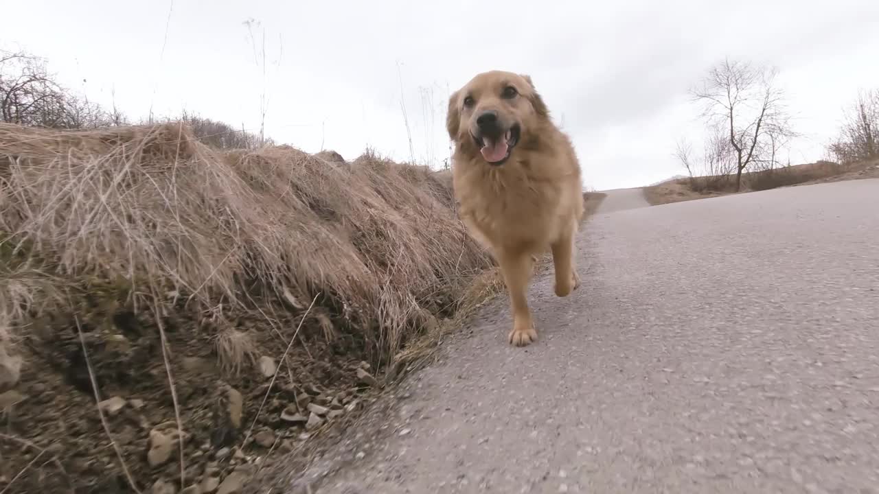 在乡村公路上，快乐的狗朝着摄像机跑去视频素材