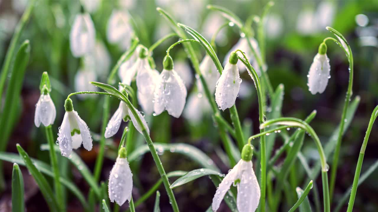 美丽的春天，雪花莲盛开在阳光灿烂的草地视频素材