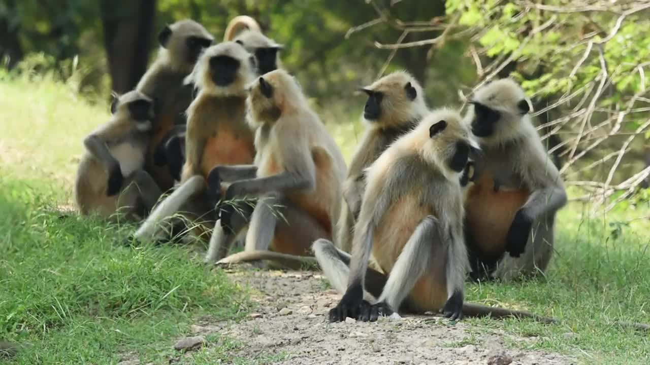 完整的灰叶猴或哈努曼叶猴家庭期间，在ranthambore国家公园或印度拉贾斯坦邦老虎保护区狩猎旅行视频素材