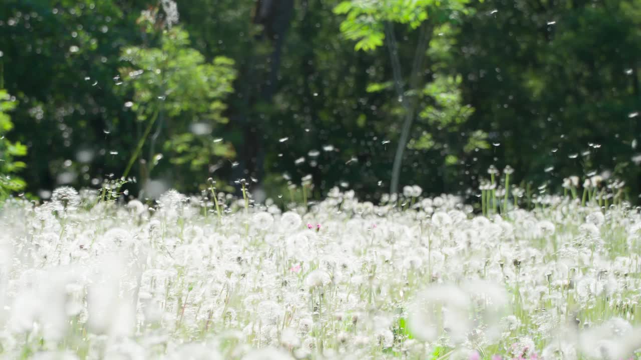 蒲公英种子飞行盛会视频素材