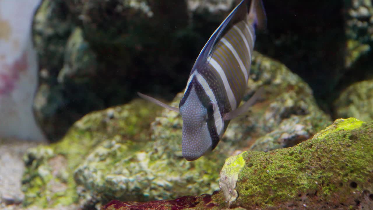 水族中的一种观赏鱼。视频素材