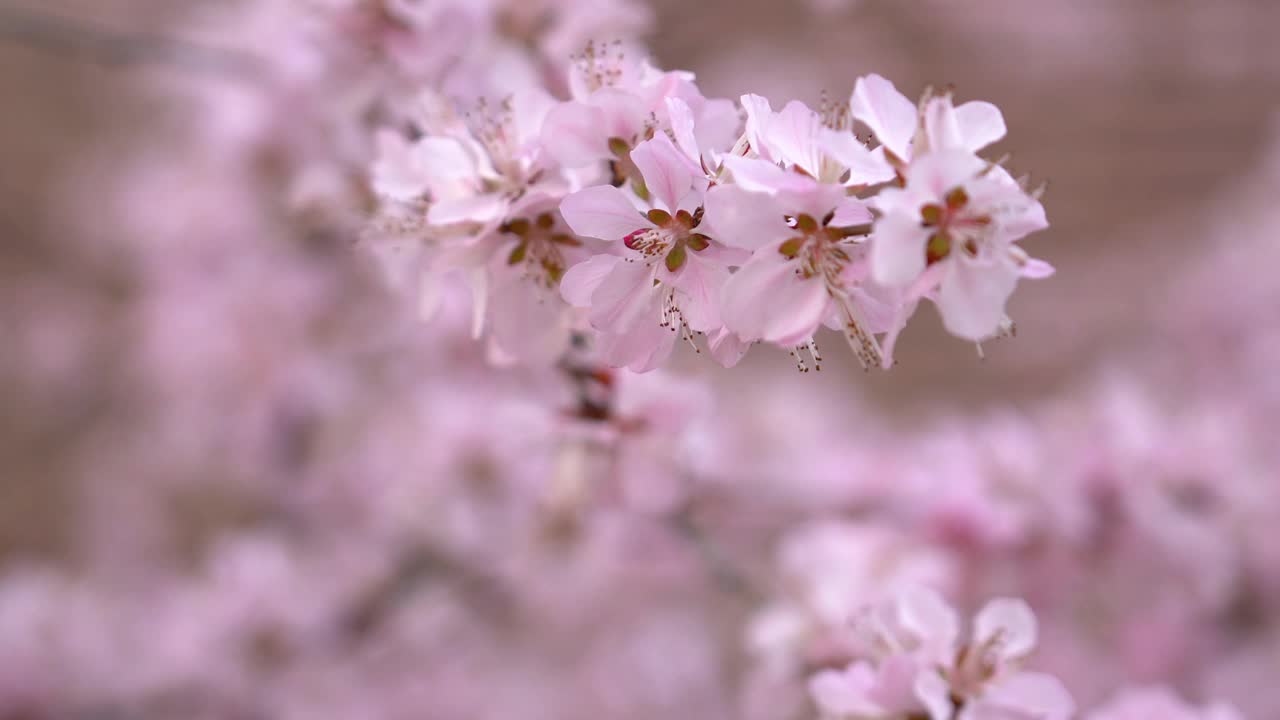 春天樱花盛开视频素材