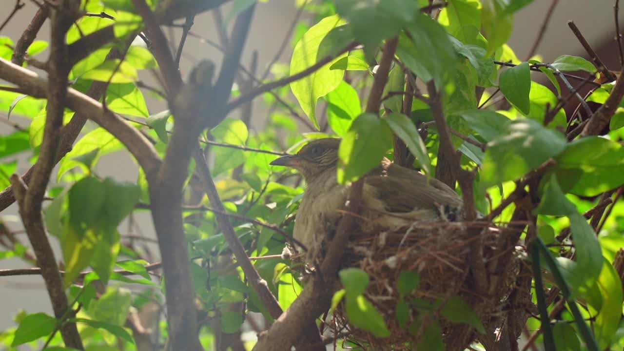 一家人在树上筑巢视频素材