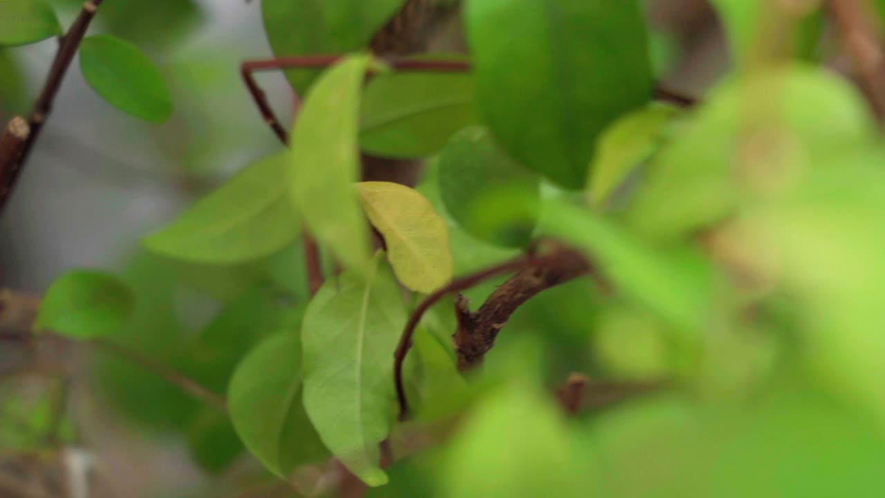 小鸟宝宝饿了等着妈妈喂一些食物视频素材