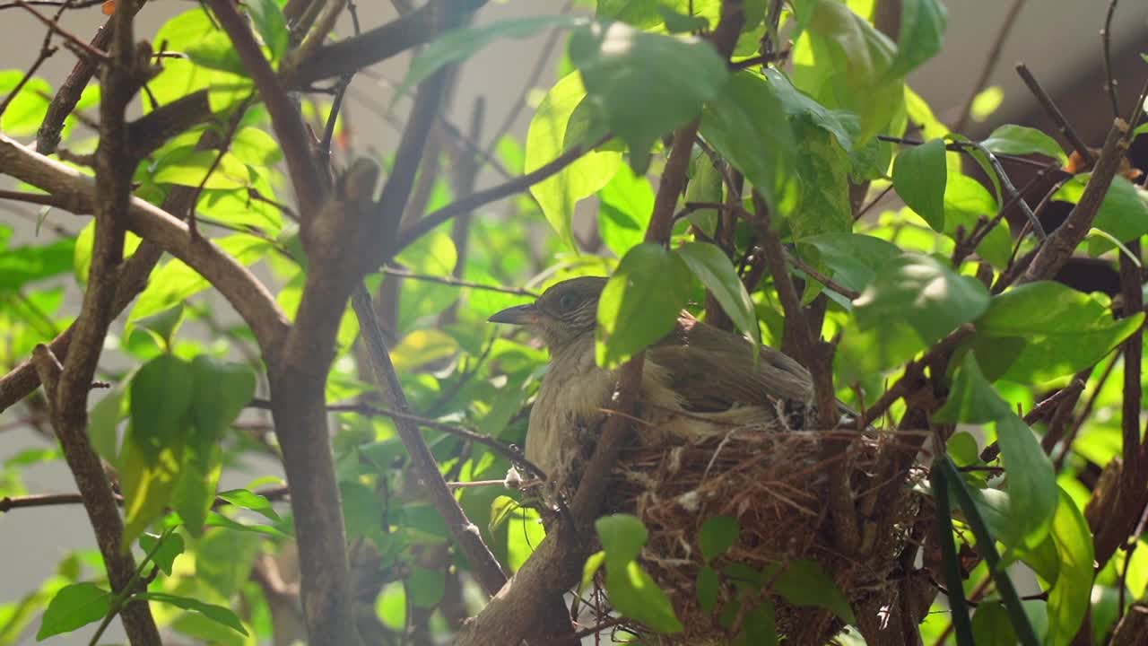 一家人在树上筑巢视频素材