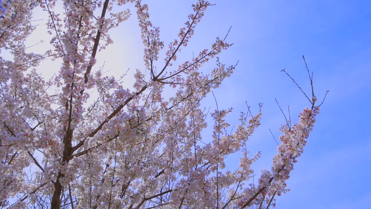 樱花盛开着美丽的粉红色花瓣视频素材