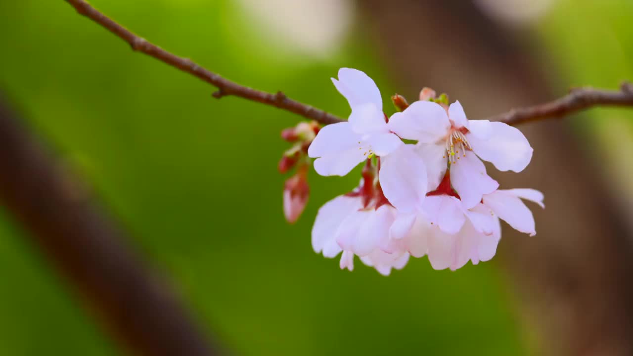 樱花盛开着美丽的粉红色花瓣视频素材