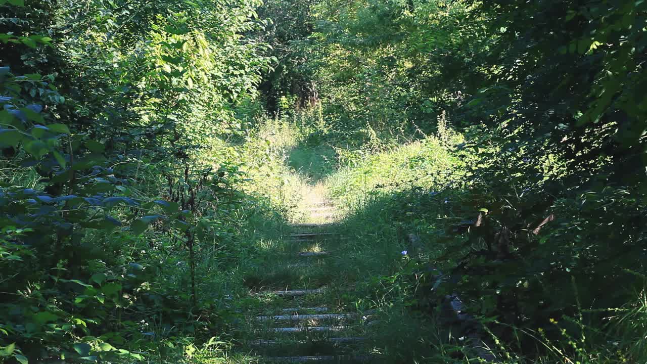 柔焦老的杂草丛生的空铁路穿过夏天的树林视频素材