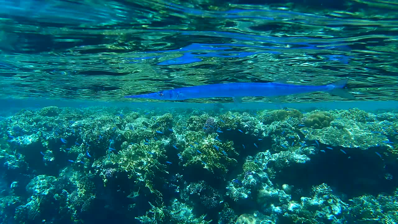 针鲀在珊瑚礁附近游泳的特写。海洋中的水下生物。(4 k - 60 fps)视频素材