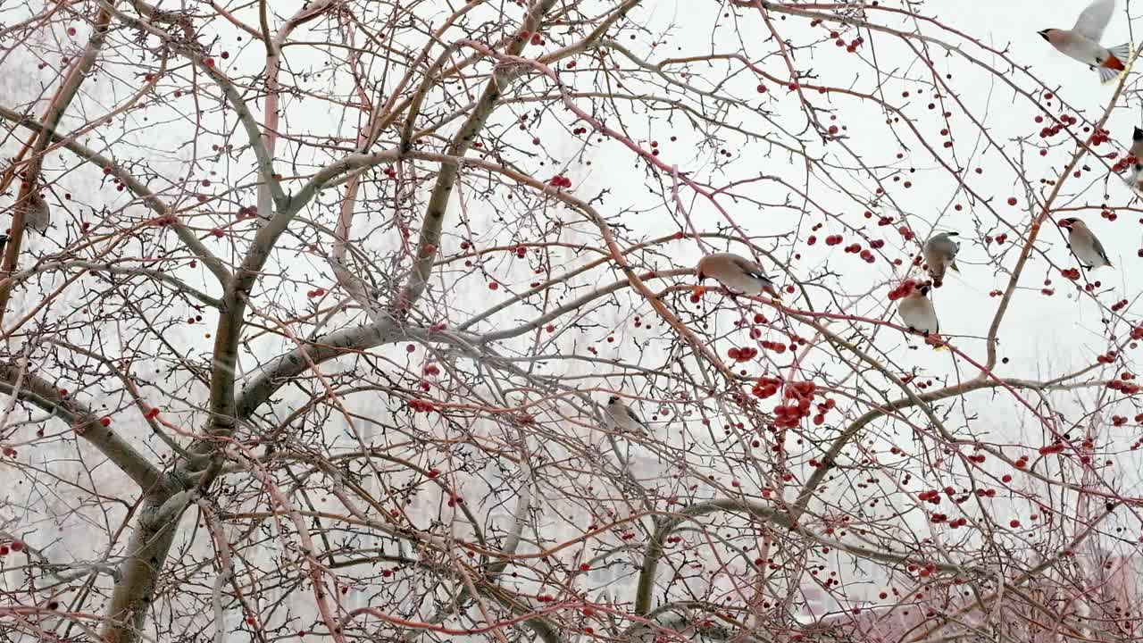 雪大片大片地落下。美丽的蜡翼鸟坐在树枝上吃冬天的浆果。降雪在城市。慢动作视频素材