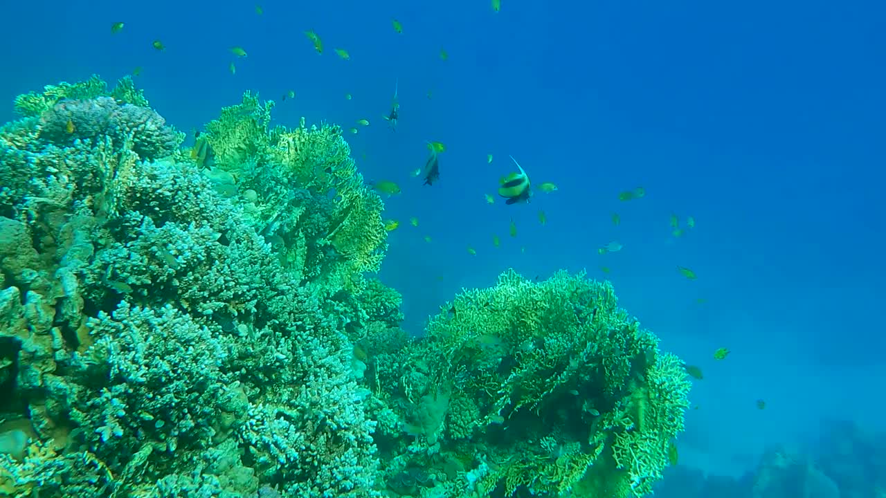 近景，鱼群红海旗鱼(Heniochus intermedius)游动在珊瑚礁附近。镜头向前移动接近鱼(4K - 60fps)视频素材