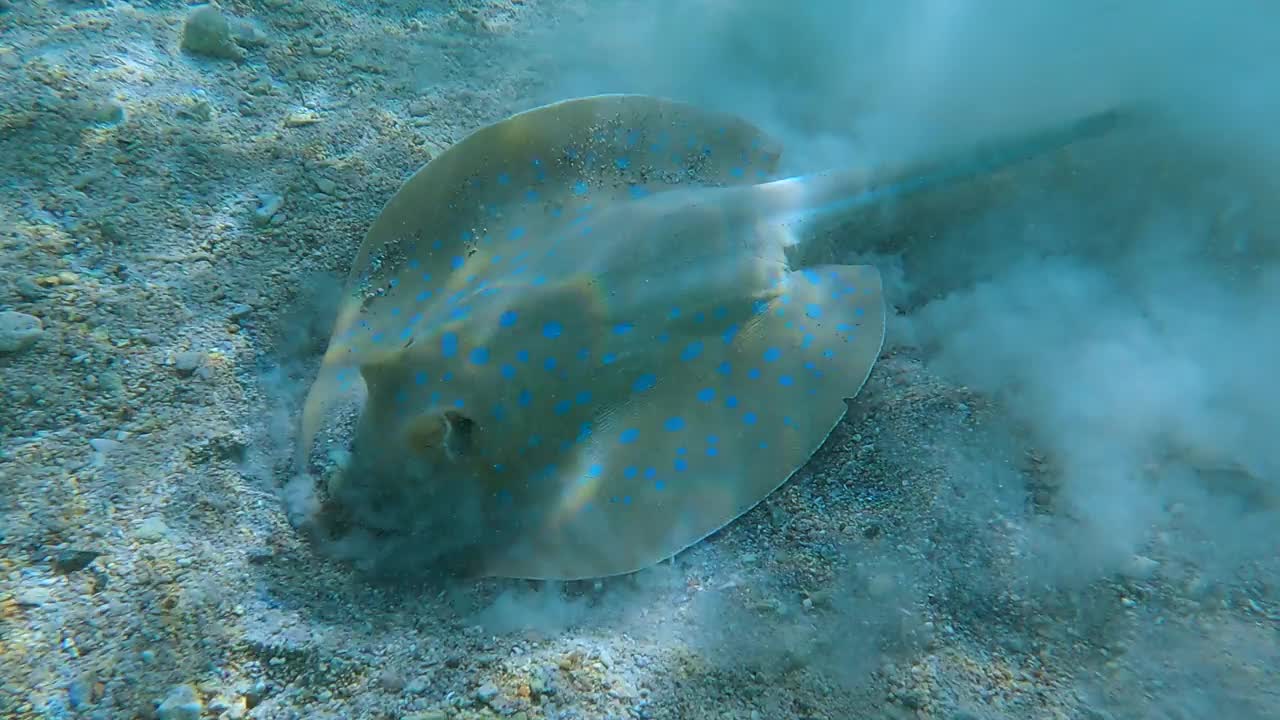 黄貂鱼在浅水中寻找食物的特写。蓝斑黄貂鱼(Taeniura淋巴瘤)4K-60pfs。视频素材