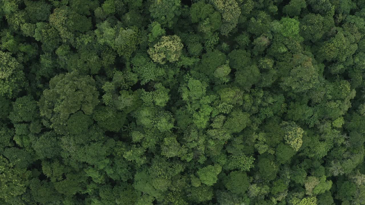 鸟瞰图，飞越宁静的绿色森林在乡村景观视频素材