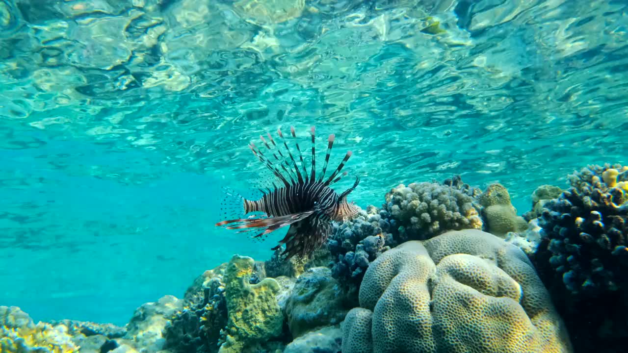 狮子鱼在珊瑚礁附近的水面下游泳的特写镜头。红狮鱼(Pterois volitans)海洋中的水下生物(4 -60磅)。视频素材