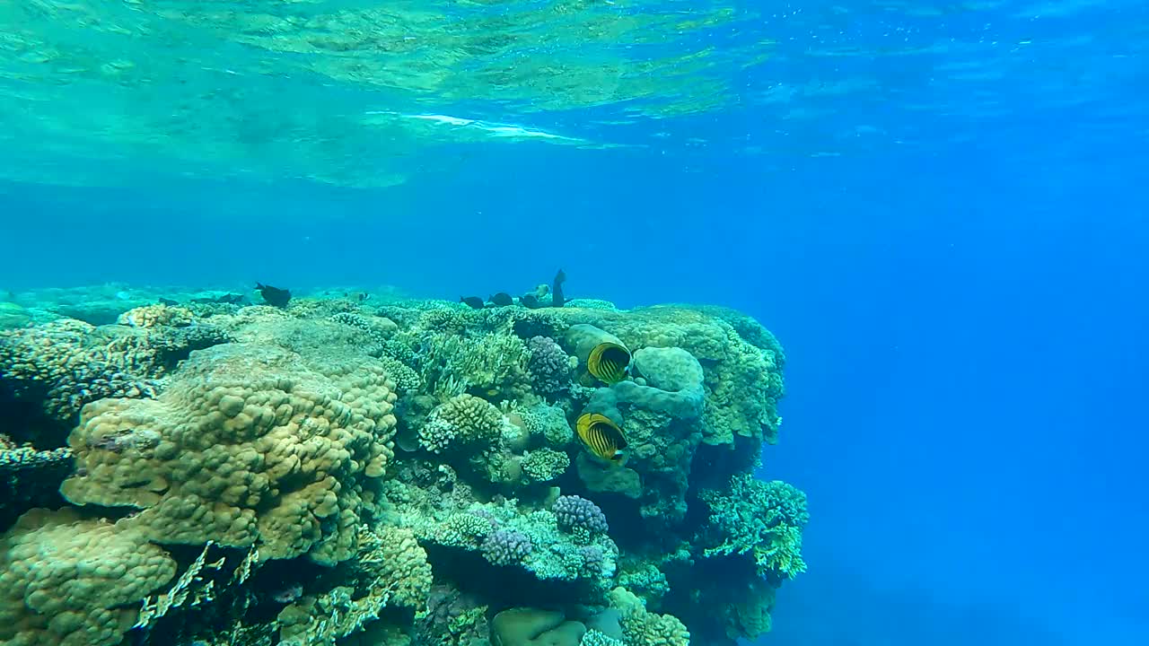 色彩斑斓的热带鱼游过珊瑚礁上的蓝色水背景在阳光。海洋中的水下生物。摄影机向前移动，接近暗礁。(4 k-60pfs)视频素材