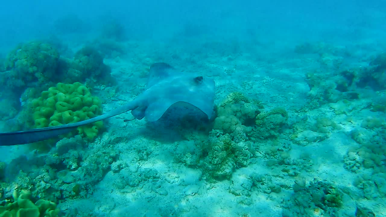 黄貂鱼游在浅水珊瑚礁上。Сowtail Weralli stingray (Pastinachus sephen) 4K-60pfs视频素材