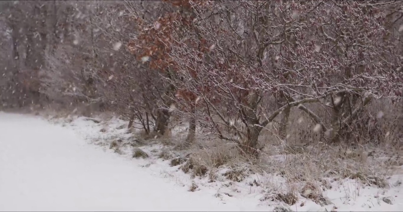 冬天的雪落在树上和小路上视频素材