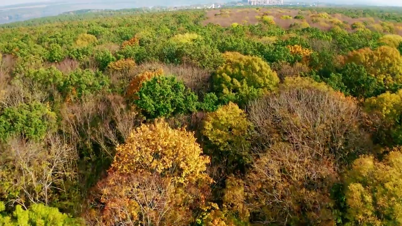 秋天的风景。飞过森林里五颜六色的树木。美丽的大自然在乡村秋天的时间。鸟瞰图。视频素材