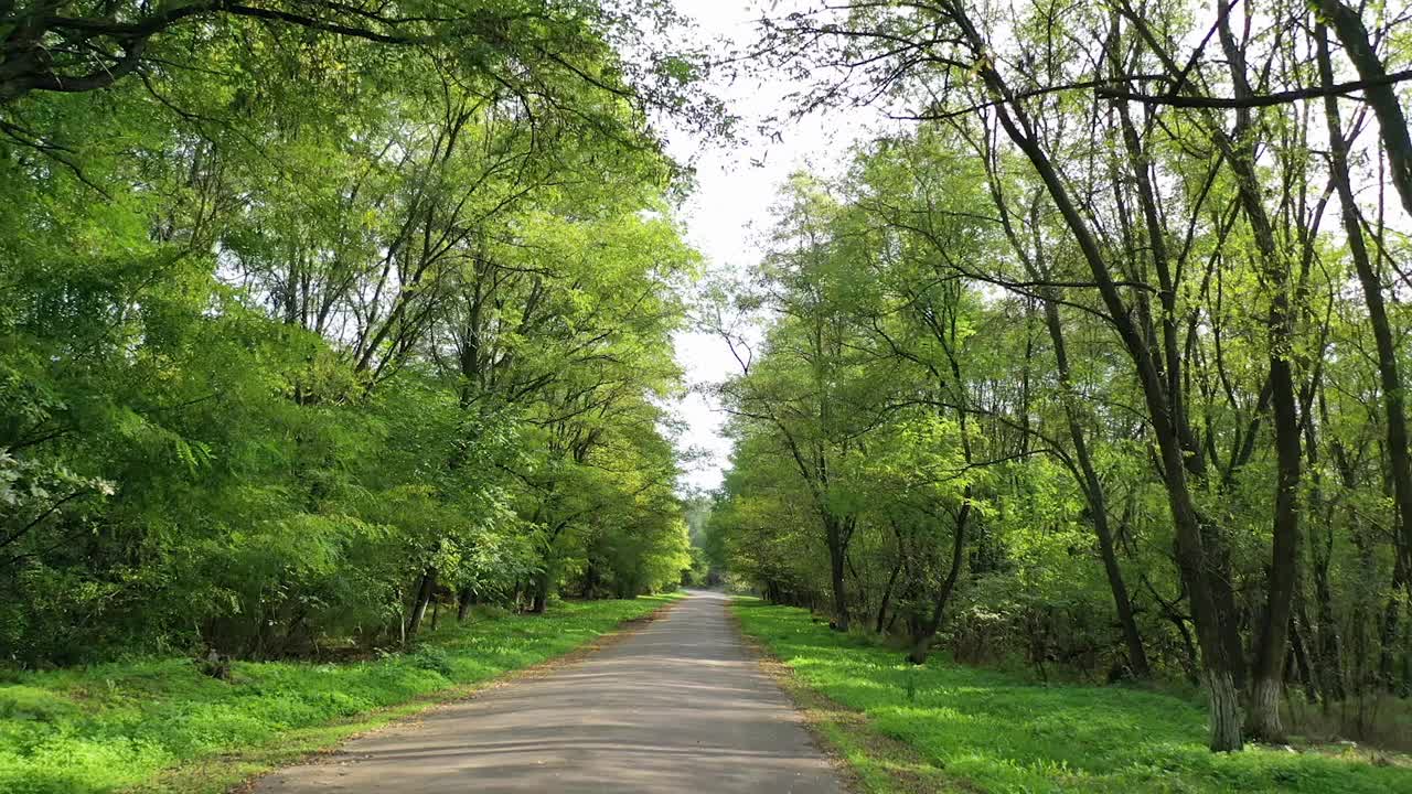 在森林里。在两边都是绿树的路上旅行。在阳光明媚的夏日里，行驶在空旷的柏油路上，穿过森林。从车里看。视频素材