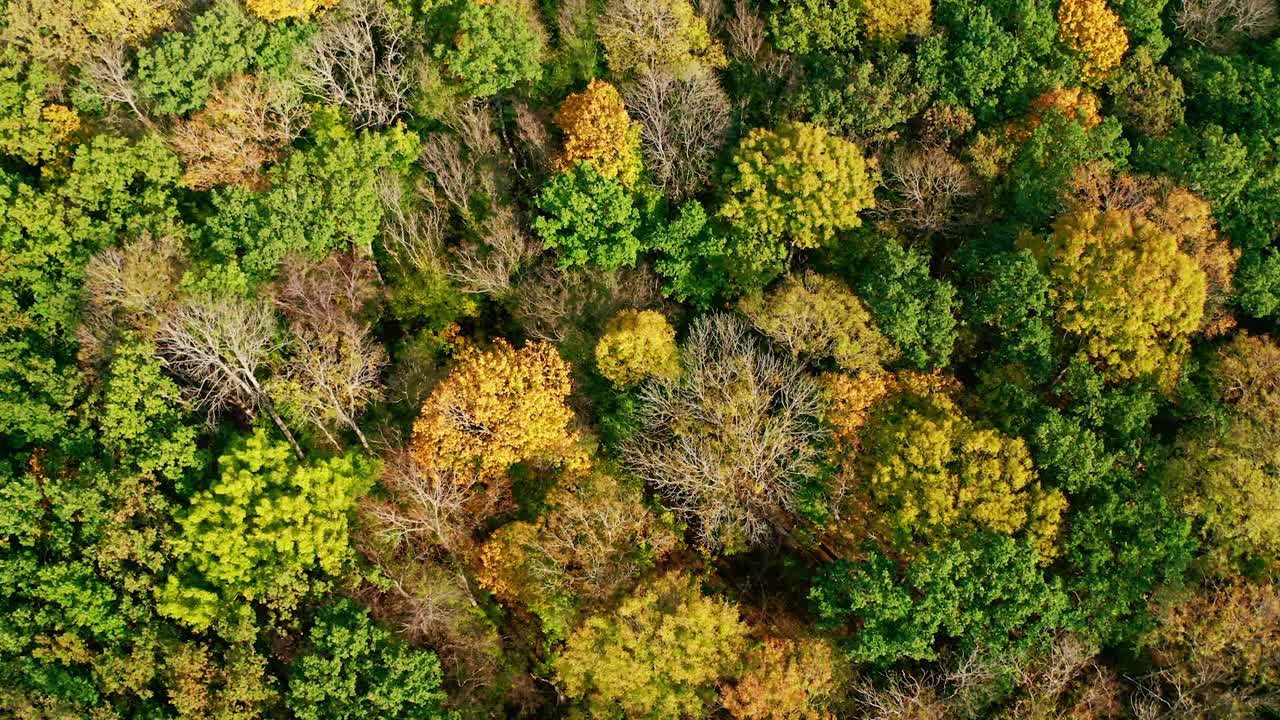 秋天的树从上面。阳光下五颜六色的秋木背景。初秋，绿树成荫，黄树成荫，景色优美。视频素材