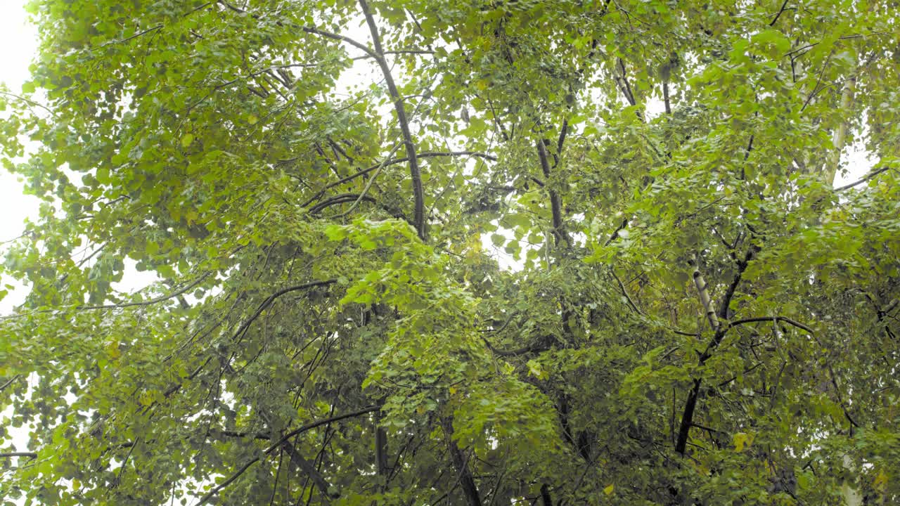 绿树在暴风雨中摇曳视频素材