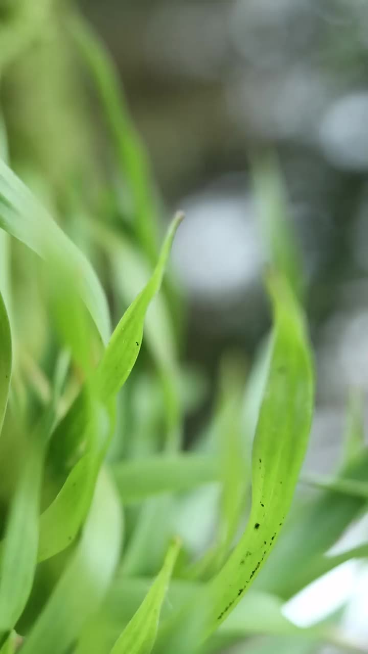 花园里的绿草叶视频素材