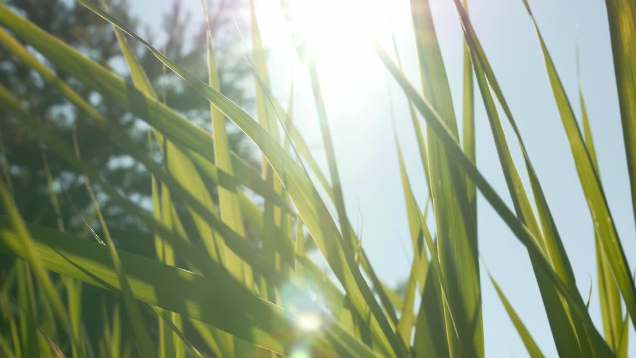 高的绿色草的特写。夏季。视频素材