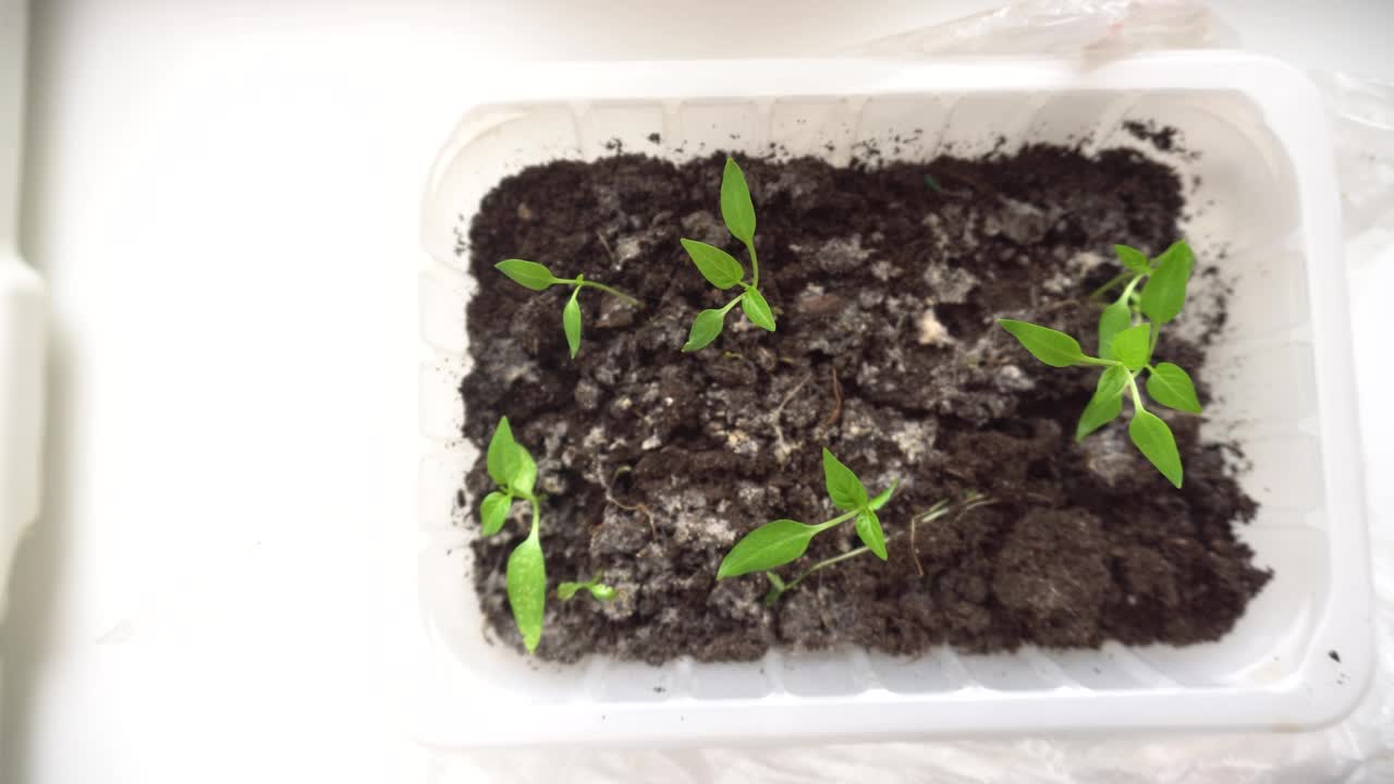 小植物幼苗生长在温室的塑料盆在窗台上视频素材