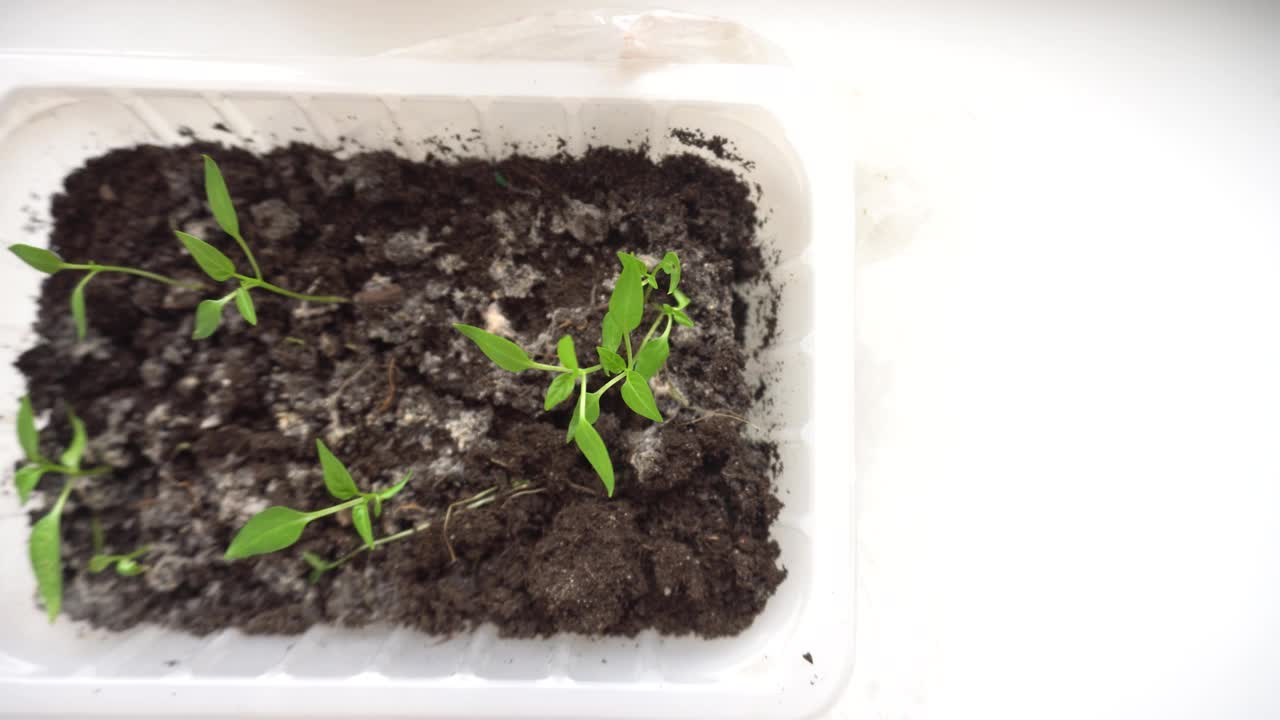 小植物幼苗生长在温室的塑料盆在窗台上视频素材