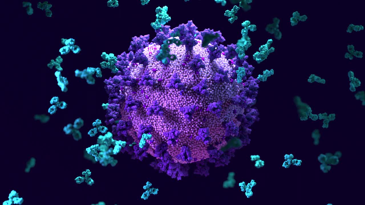 抗体通过与S蛋白结合并阻断进入宿主细胞(ACE2)来中和SARS-CoV-2视频素材