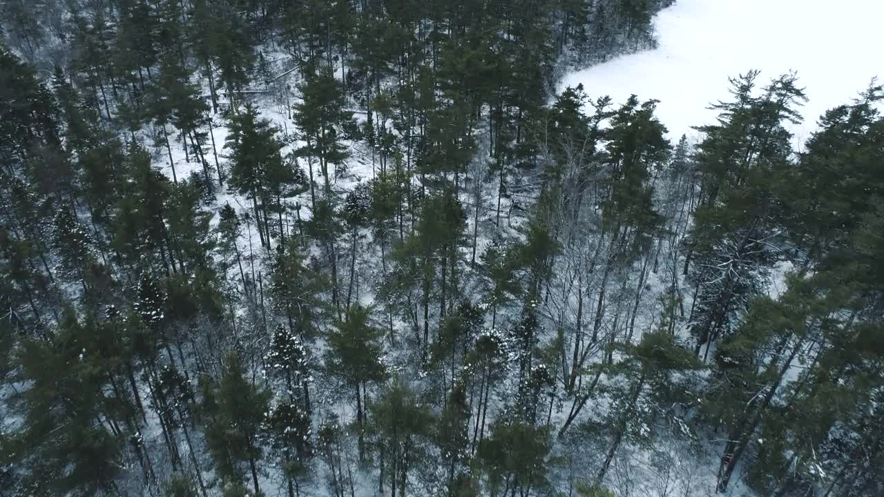 冬季森林景观视频素材