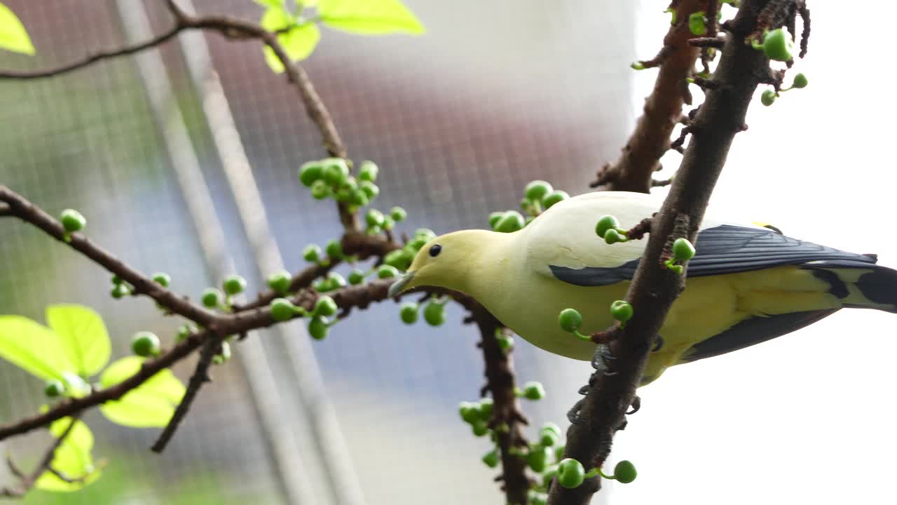 皇家鸽子视频素材