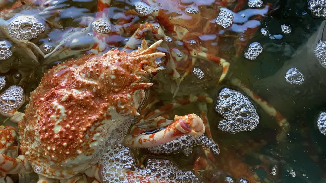 日本蜘蛛蟹在水族馆手持式近距离拍摄视频素材