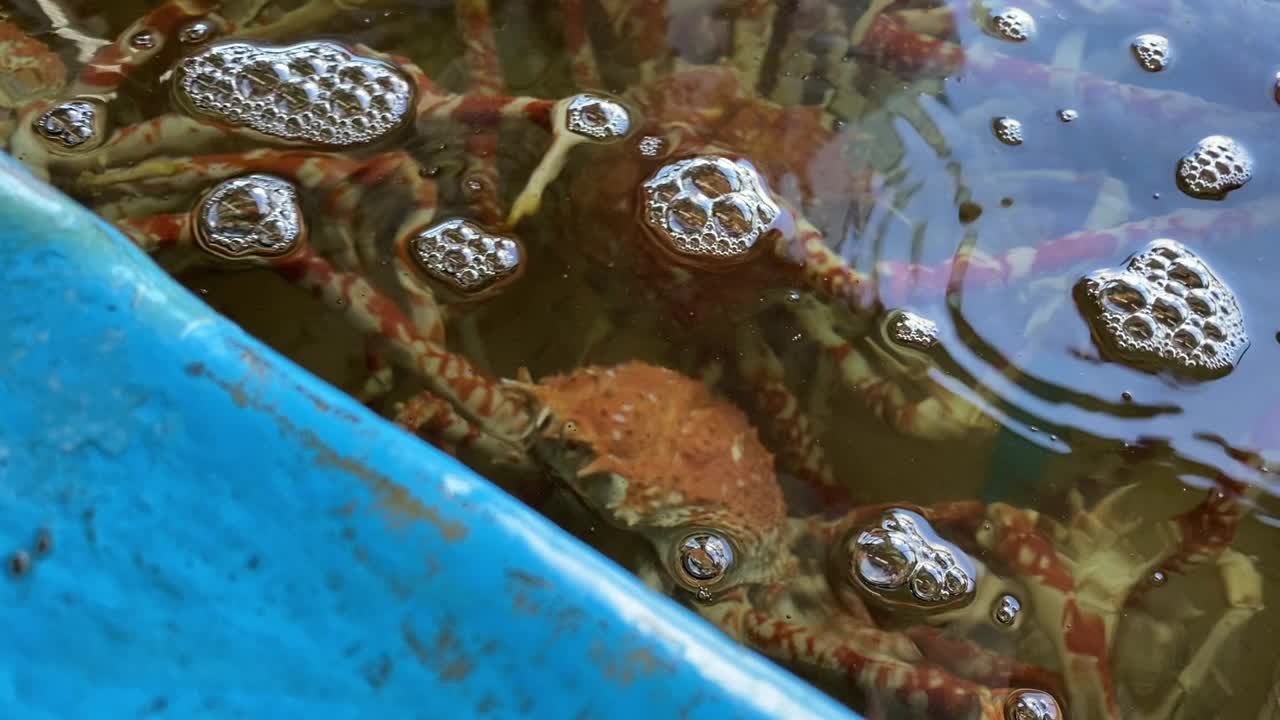 日本蜘蛛蟹在水族馆手持式中景视频素材