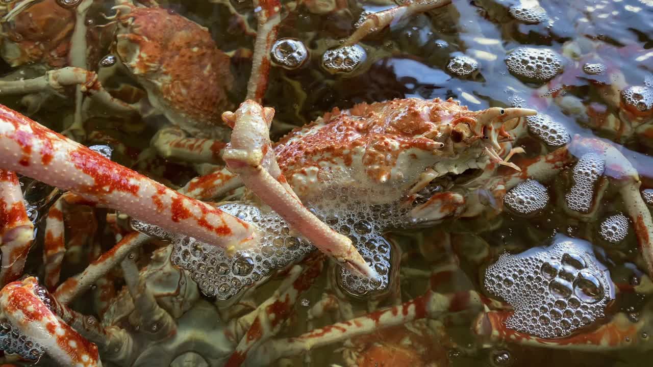 日本蜘蛛蟹在水族馆手持式近距离拍摄视频素材