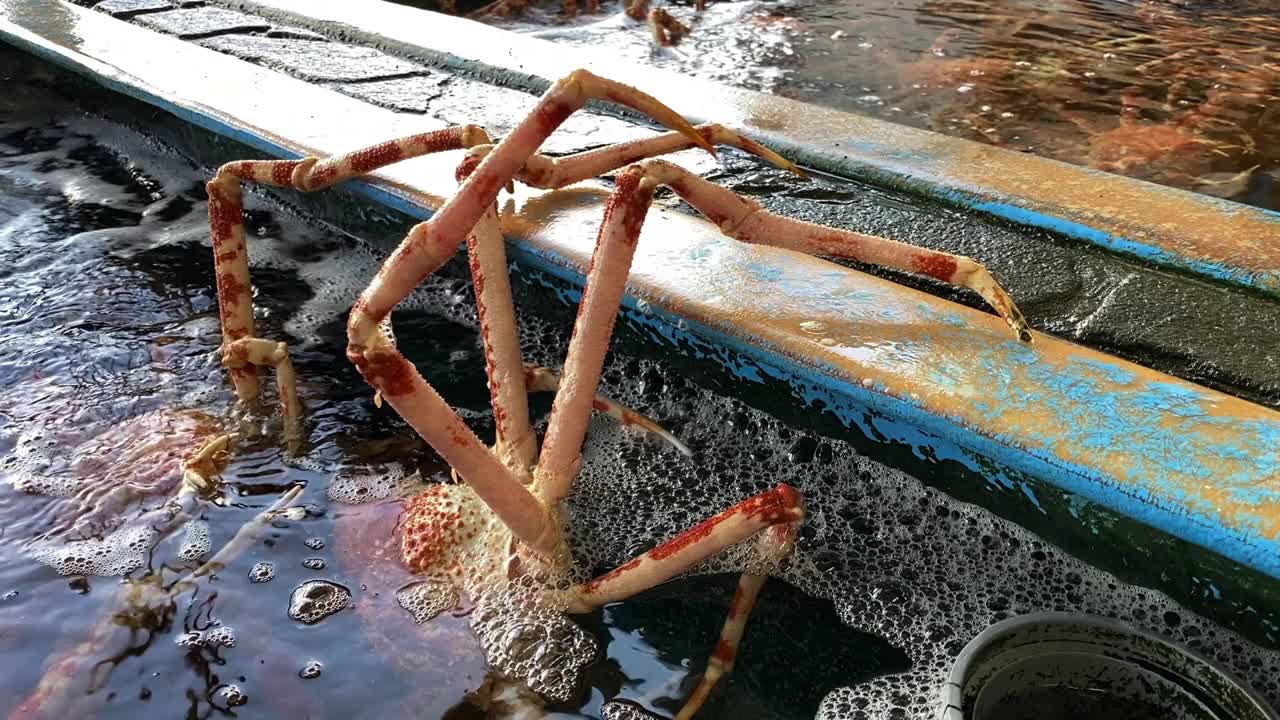 日本蜘蛛蟹在水族馆手持式中景视频素材