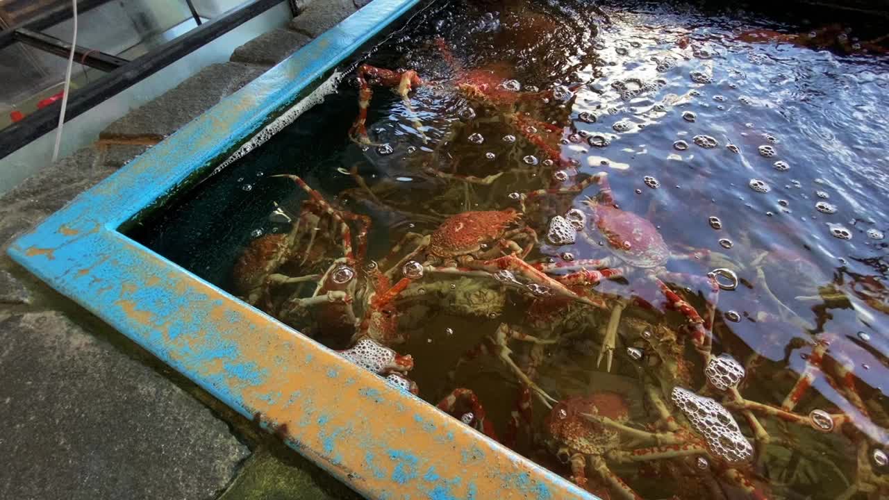 日本蜘蛛蟹在水族馆手持式中景视频素材