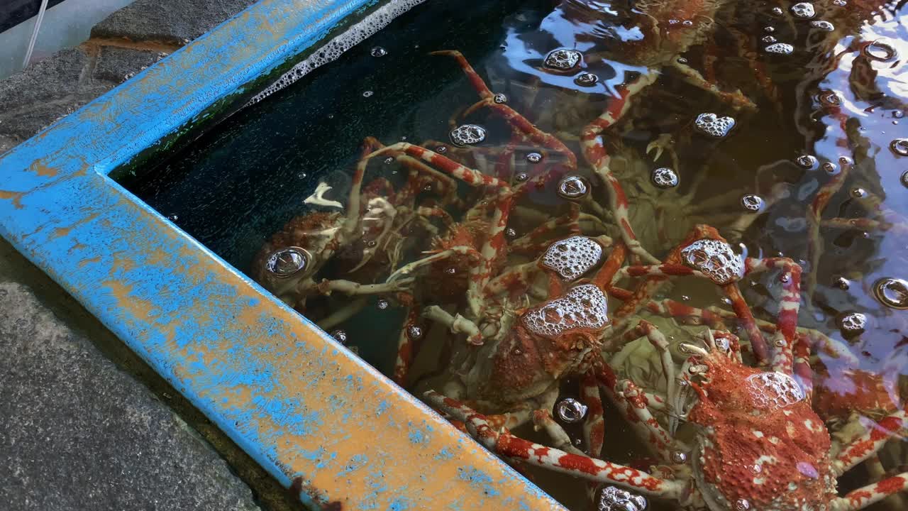 日本蜘蛛蟹在水族馆手持式中景视频素材