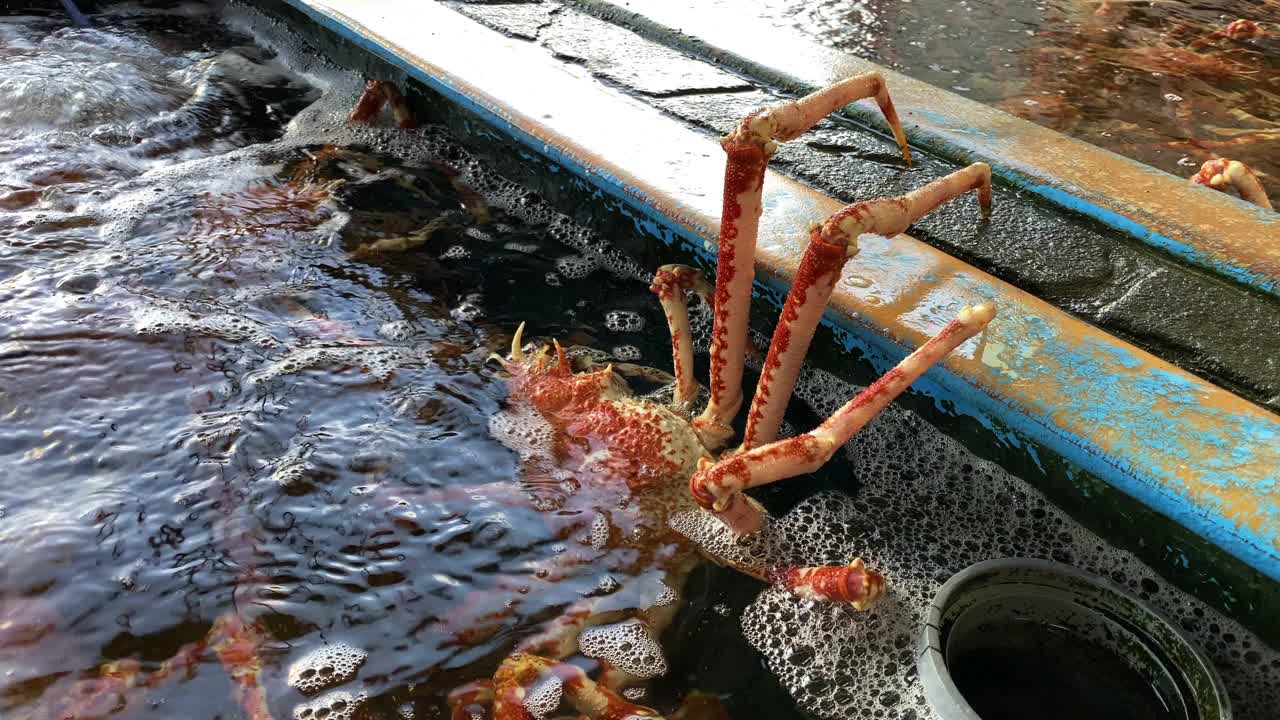 日本蜘蛛蟹在水族馆手持式中景视频素材