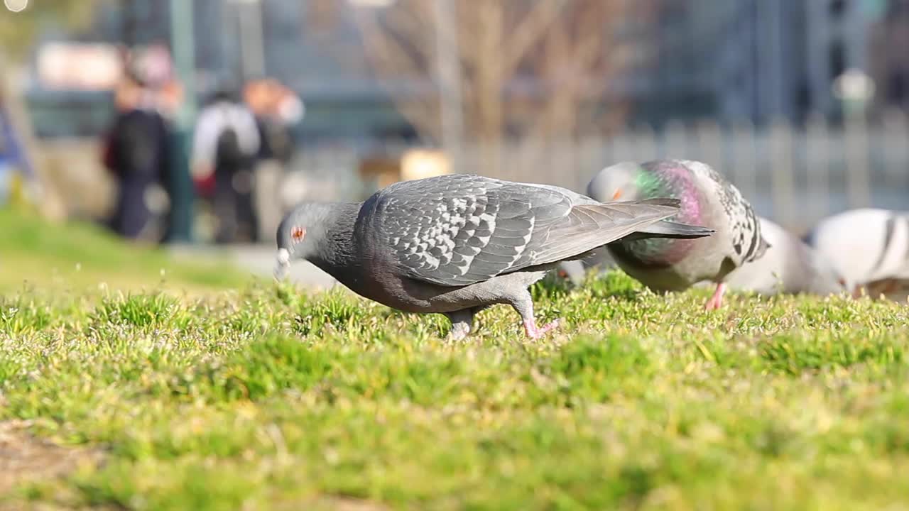 鸽子视频素材