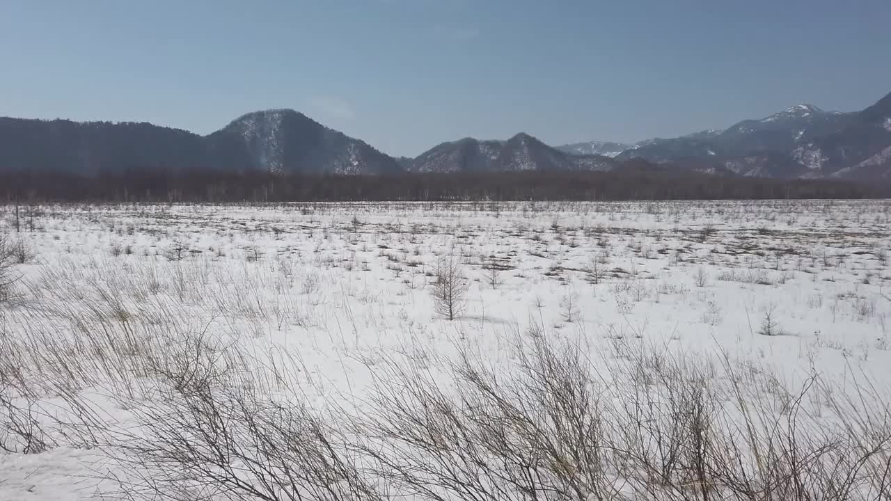 沼泽视频素材