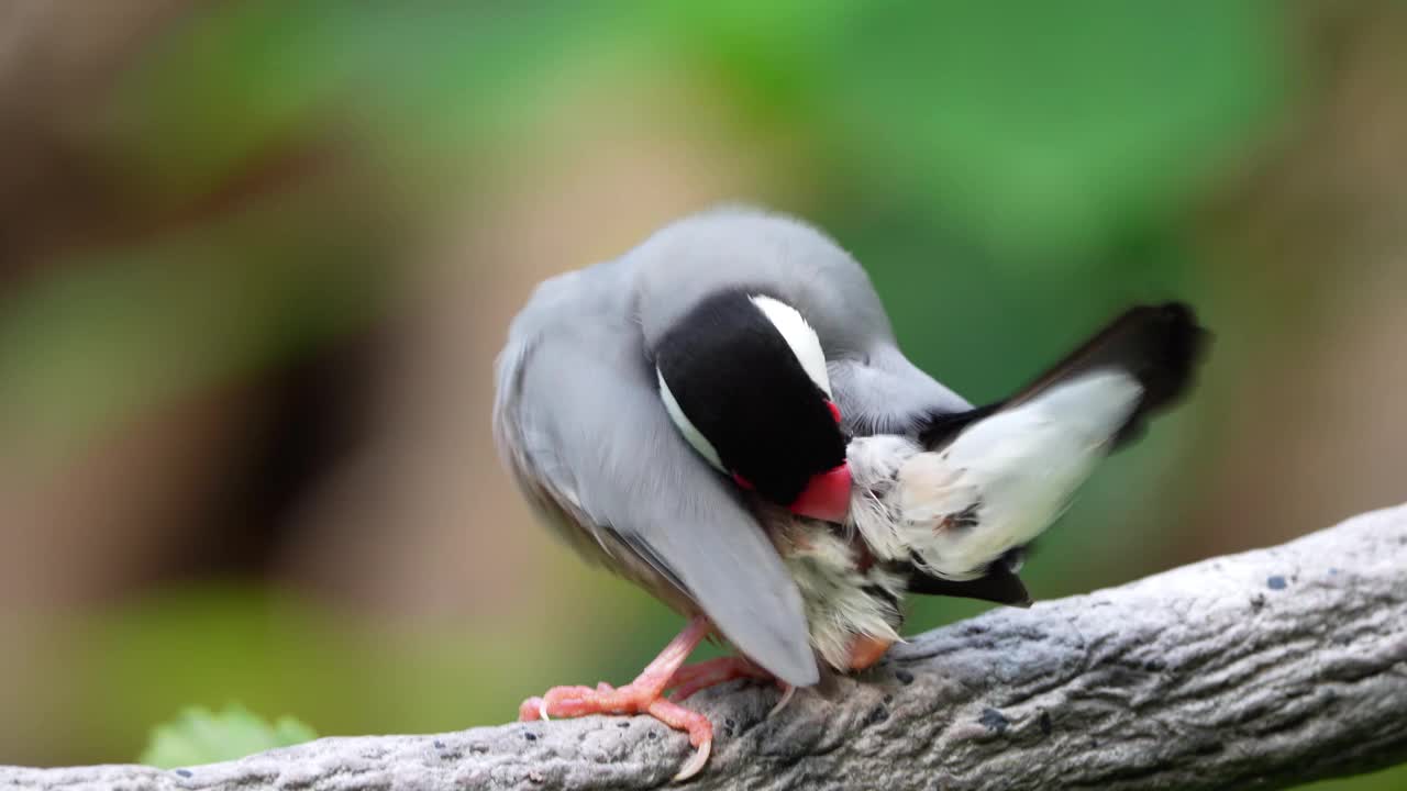 Java麻雀视频素材