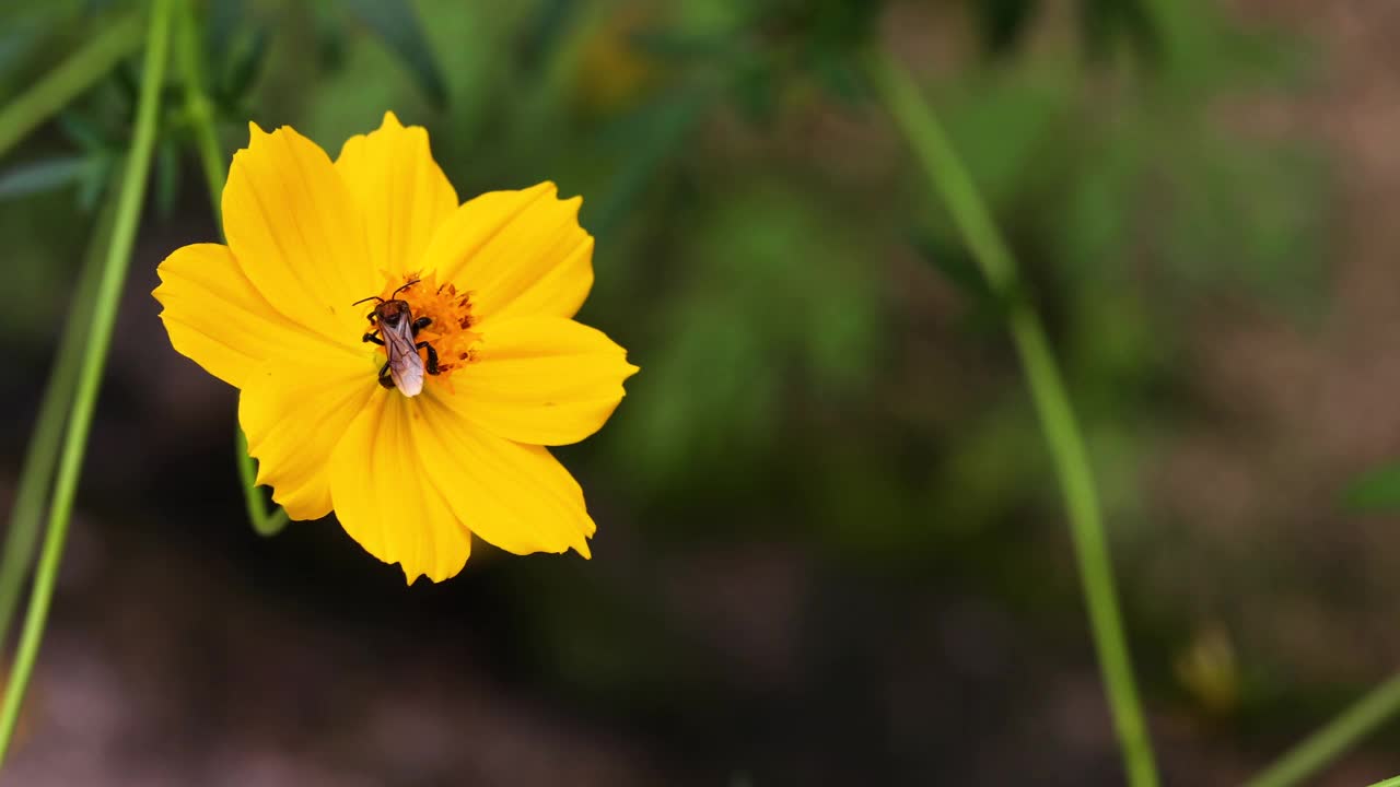 春天单雏菊花和蜜蜂。视频素材