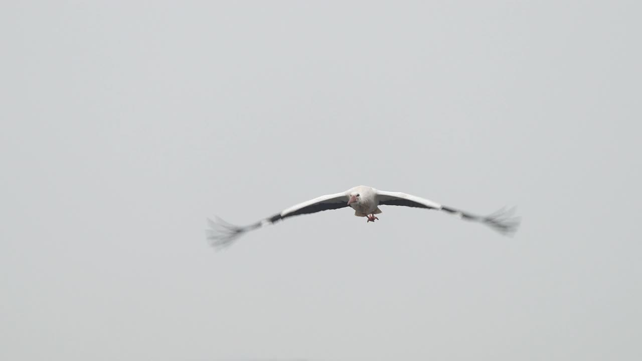 白鹳，Ciconia Ciconia，在飞行视频素材