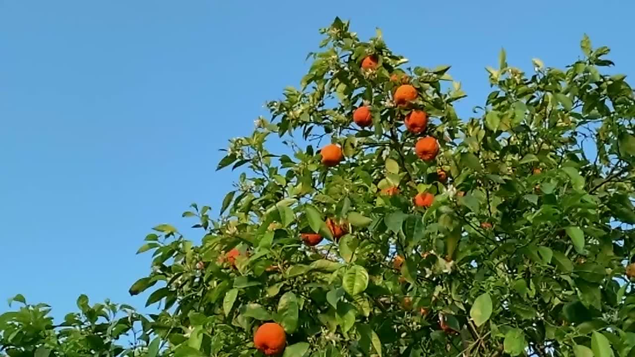 橘树与大成熟的果实在蓝天的背景。4 k视频素材