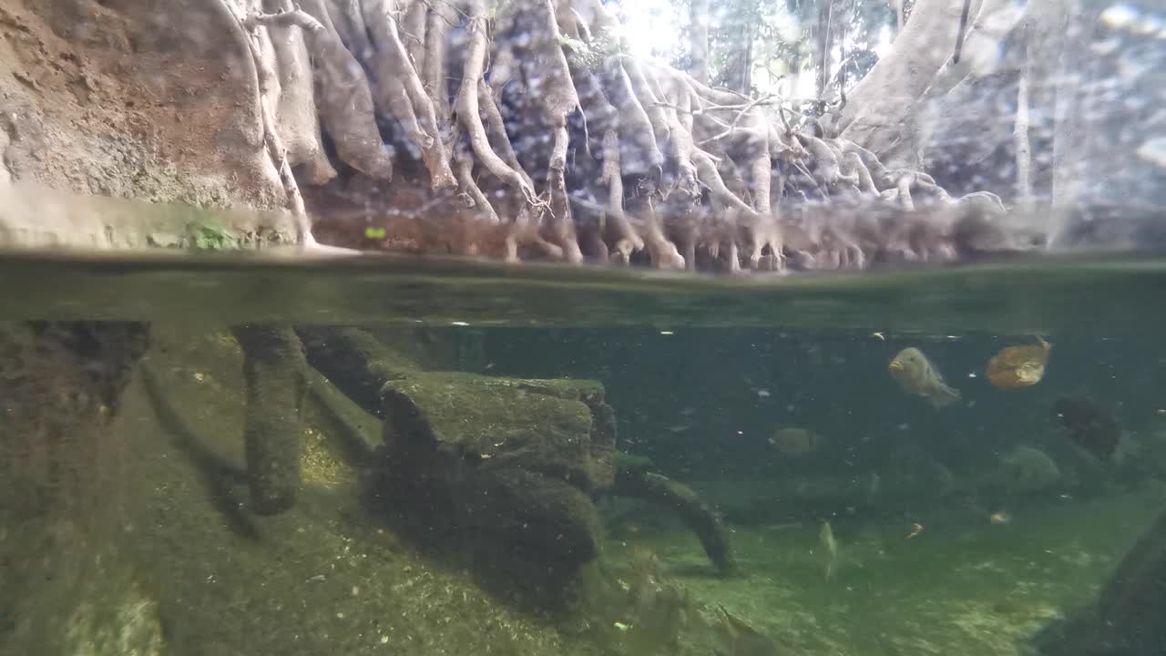 鱼在浑浊的河水中，在狂野的河水中视频素材