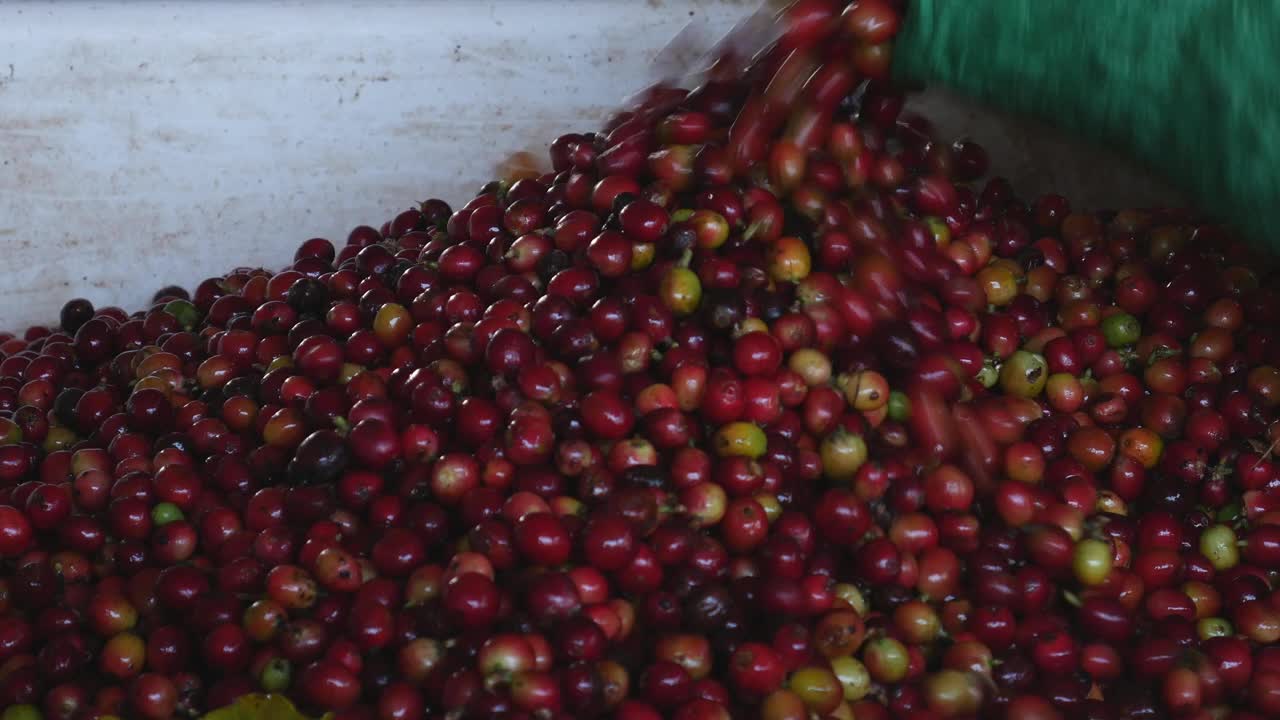 咖啡工厂里的新鲜红豆视频素材