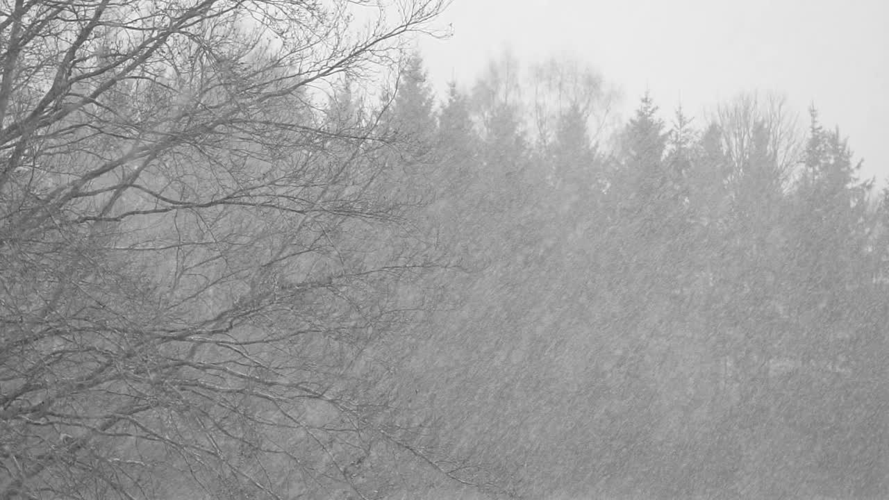 暴风雪视频下载