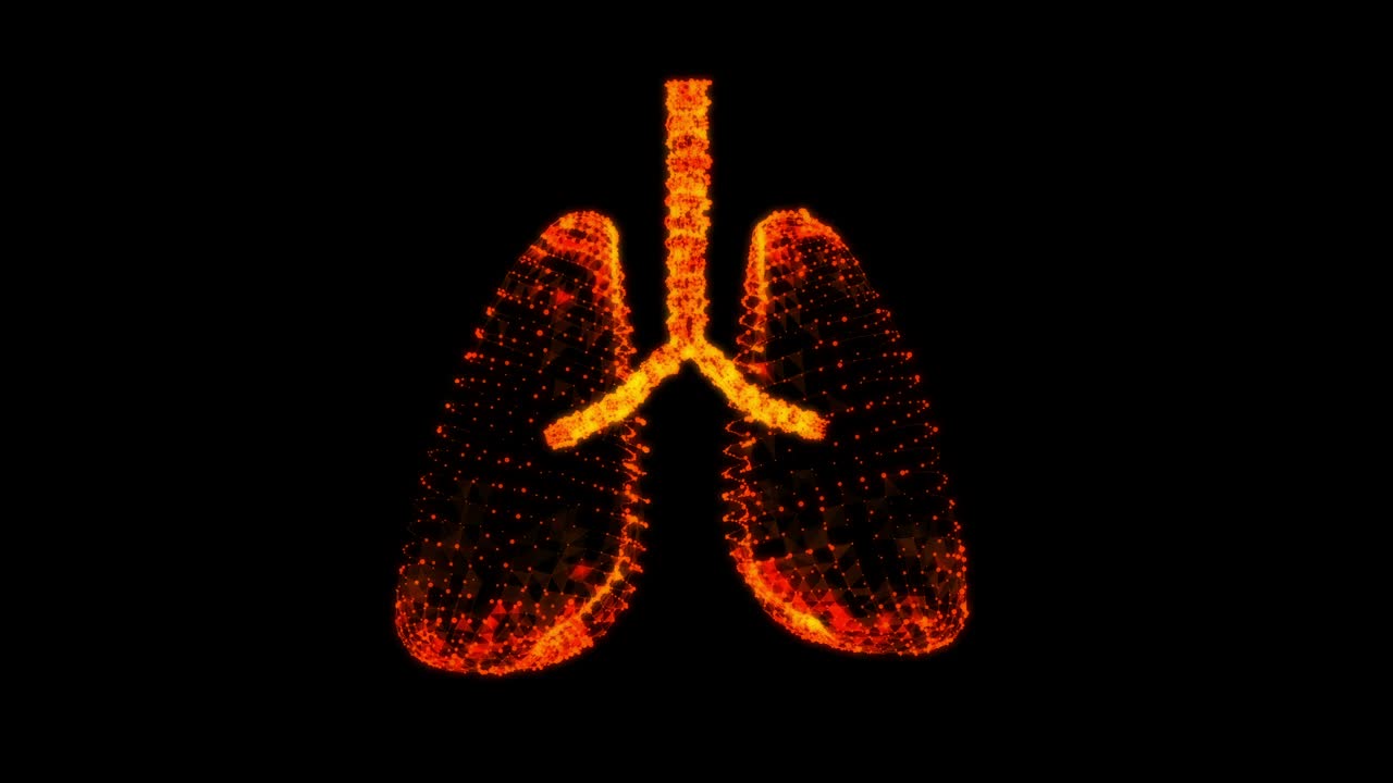 人肺有气管、支气管等内脏器官。肺医学科学技术概念。线框低多边形网格视频素材